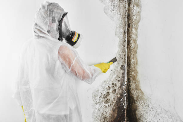 Mold Odor Removal Services in Stigler, OK